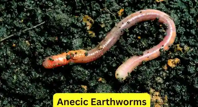 Anecic Earthworms