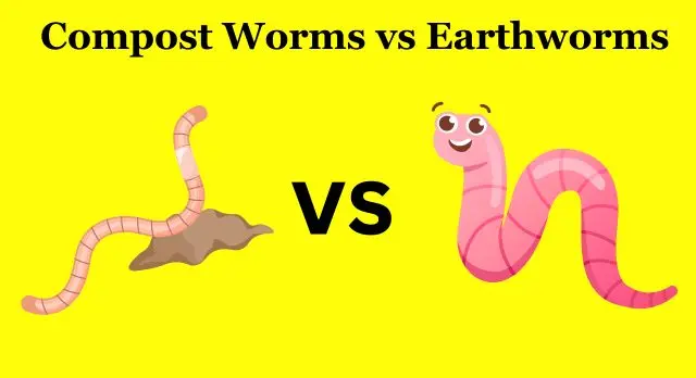 Compost Worms vs Earthworms