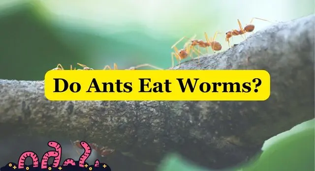 Do Ants Eat Worms