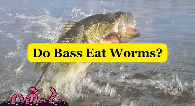 do bass eat worms