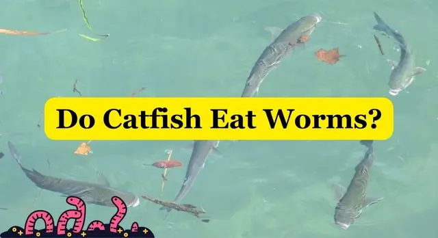 Do Catfish Eat Worms
