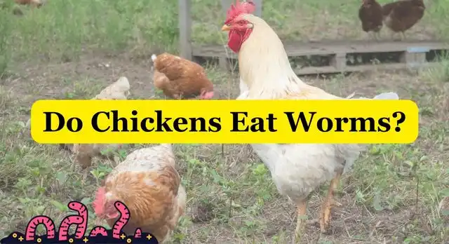 Do Chickens Eat Worms
