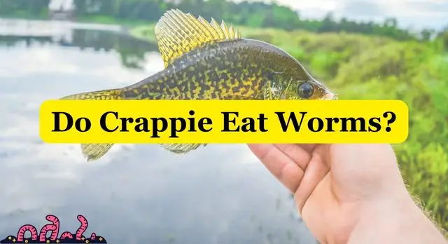 Do Crappie Eat Worms