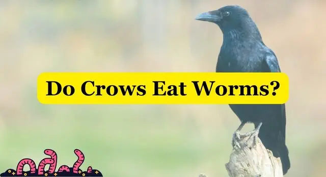 Do Crows Eat Worms