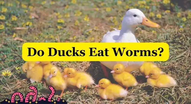 Do Ducks Eat Worms