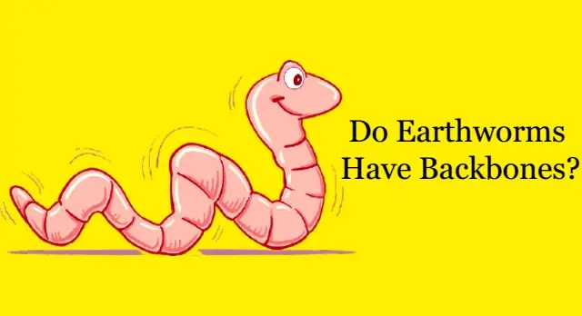 Do Earthworms Have Backbones