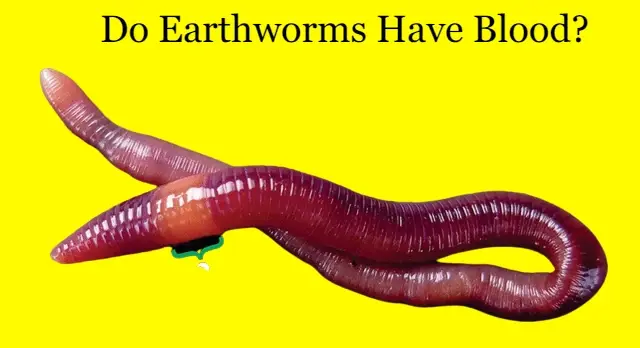 Do Earthworms Have Blood