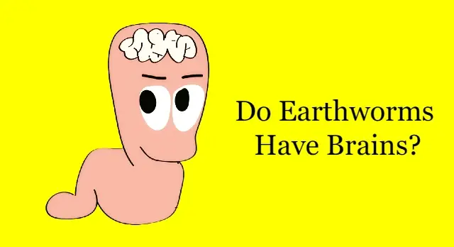 Do Earthworms Have Brains