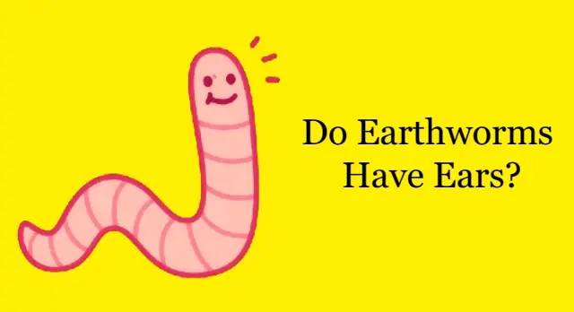 Do Earthworms Have Ears