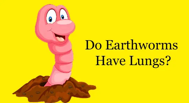 Do Earthworms Have Lungs
