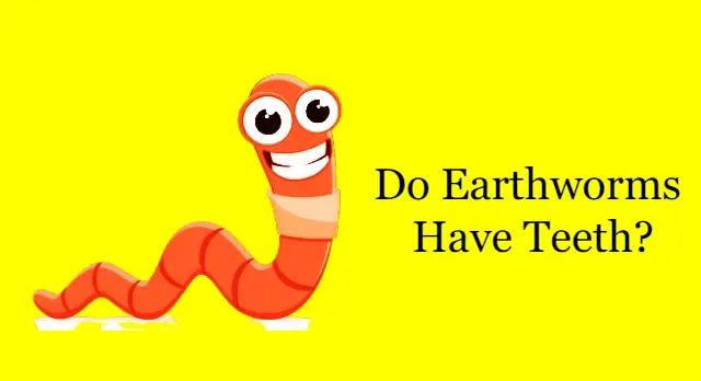 Do Earthworms Have Teeth