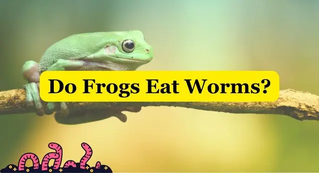 Do Frogs Eat Worms