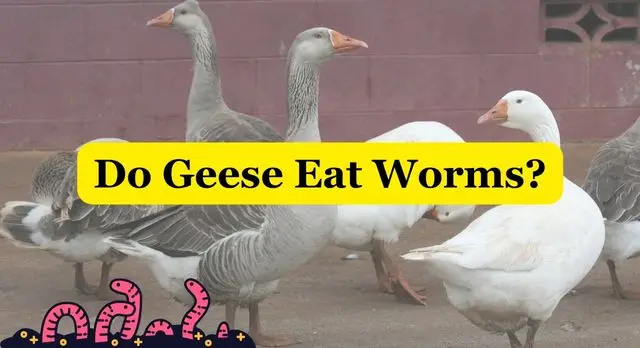 Do Geese Eat Worms