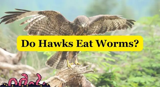 Do Hawks Eat Worms