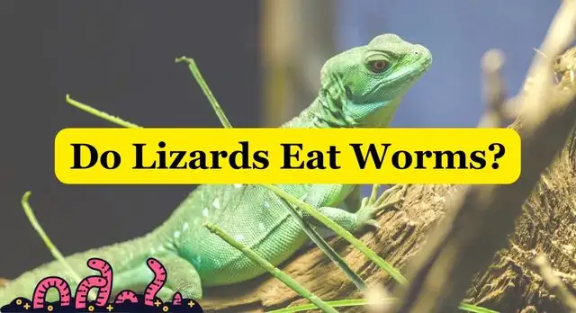Do Lizards Eat Worms