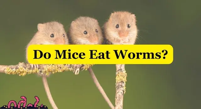 Do Mice Eat Worms