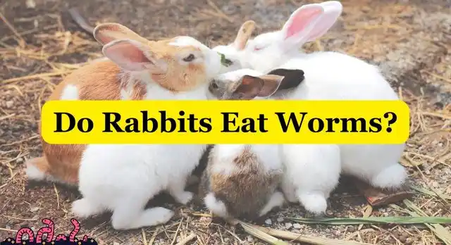 Do Rabbits Eat Worms