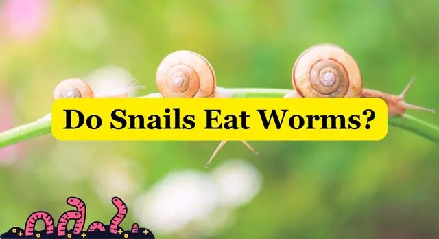 Do Snails Eat Worms