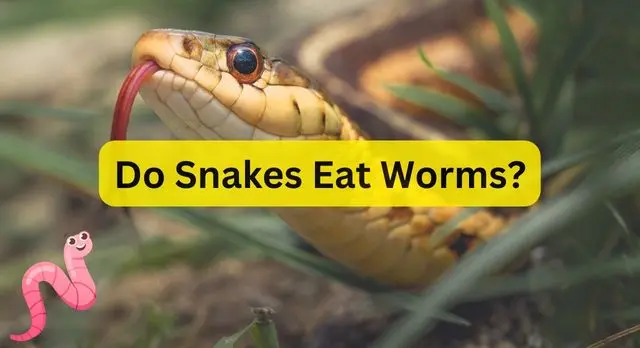 Do Snakes Eat Worms