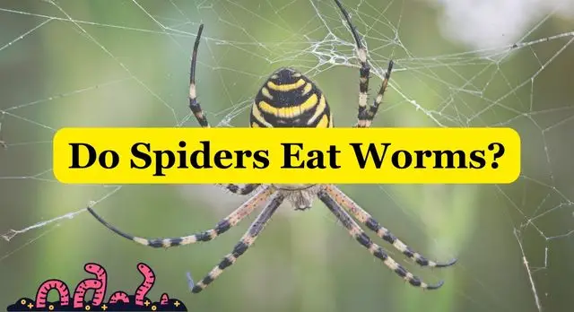 Do Spiders Eat Worms
