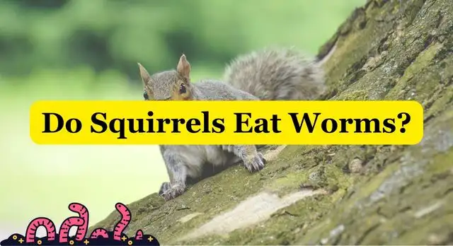 Do Squirrels Eat Worms