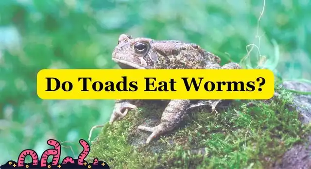 Do Toads Eat Worms