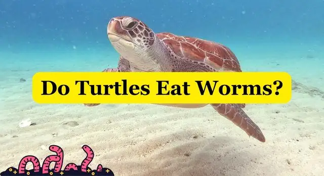 Do Turtles Eat Worms