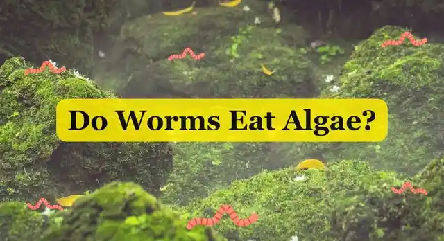 Do Worms Eat Algae