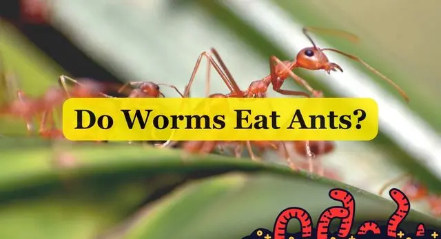 Do Worms Eat Ants
