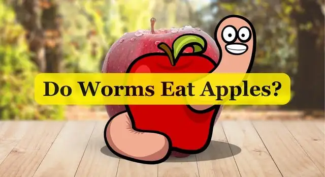 Do Worms Eat Apples