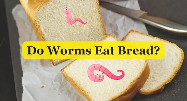 Do Worms Eat Bread
