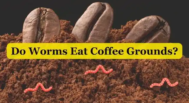 Do Worms Eat Coffee Grounds