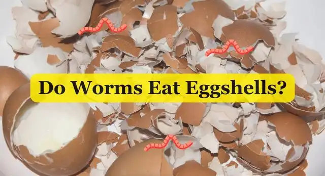 Do Worms Eat Eggshells