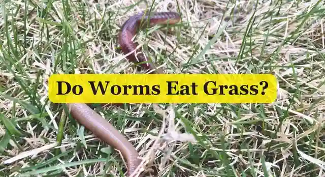 Do Worms Eat Grass