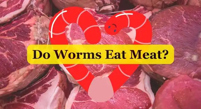 Do Worms Eat Meat