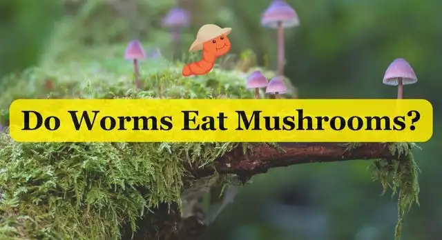 Do Worms Eat Mushrooms