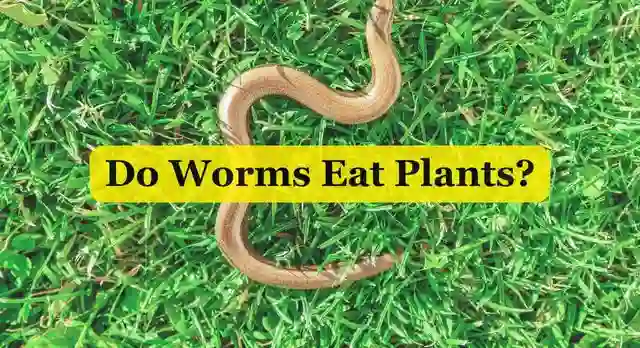 Do Worms Eat Plants