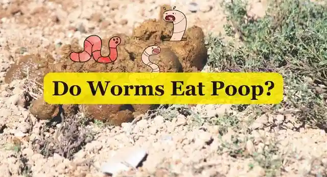 Do Worms Eat Poop