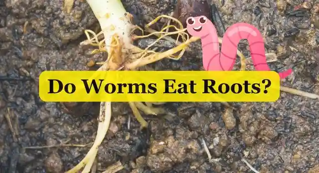Do Worms Eat Roots