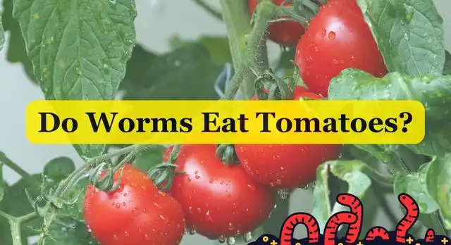 Do Worms Eat Tomatoes