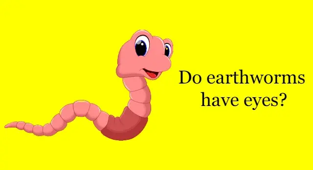 do earthworms have eyes
