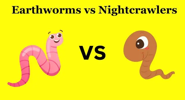 Earthworms vs Nightcrawlers