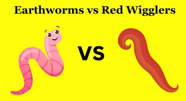 Earthworms vs Red Wigglers