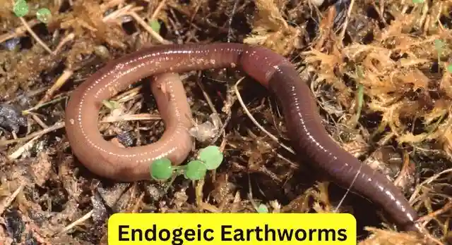 Endogeic Earthworms