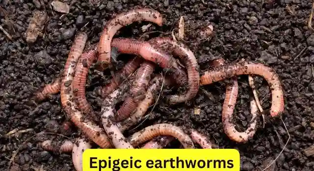 Epigeic Earthworms
