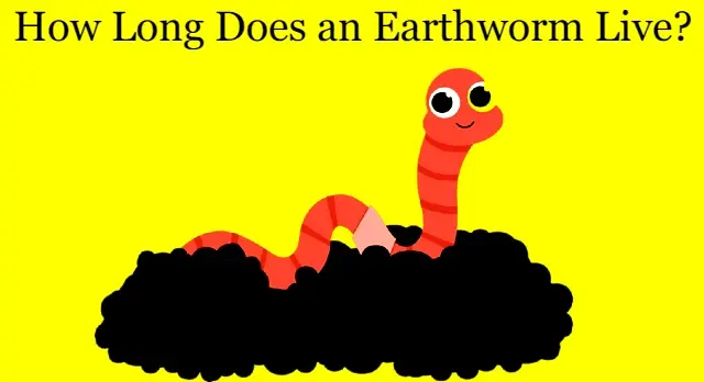 How Long Does an Earthworm Live