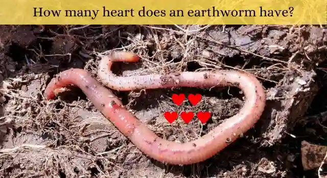 how many heart does an earthworm have
