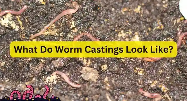 What Do Worm Castings Look Like