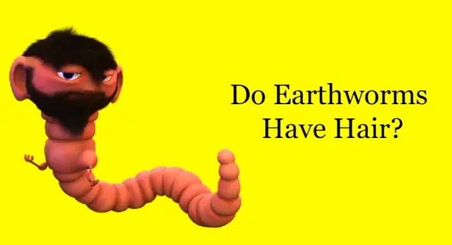 Do Earthworms Have Hair