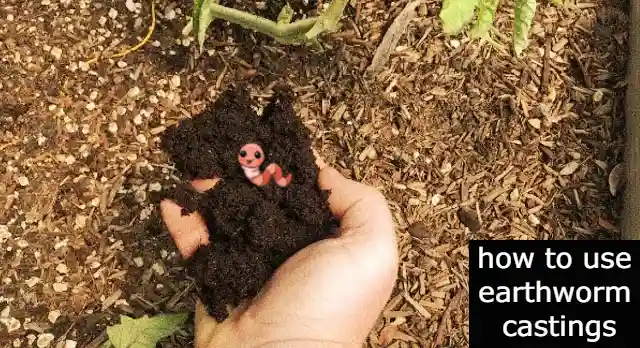 how to use earthworm castings